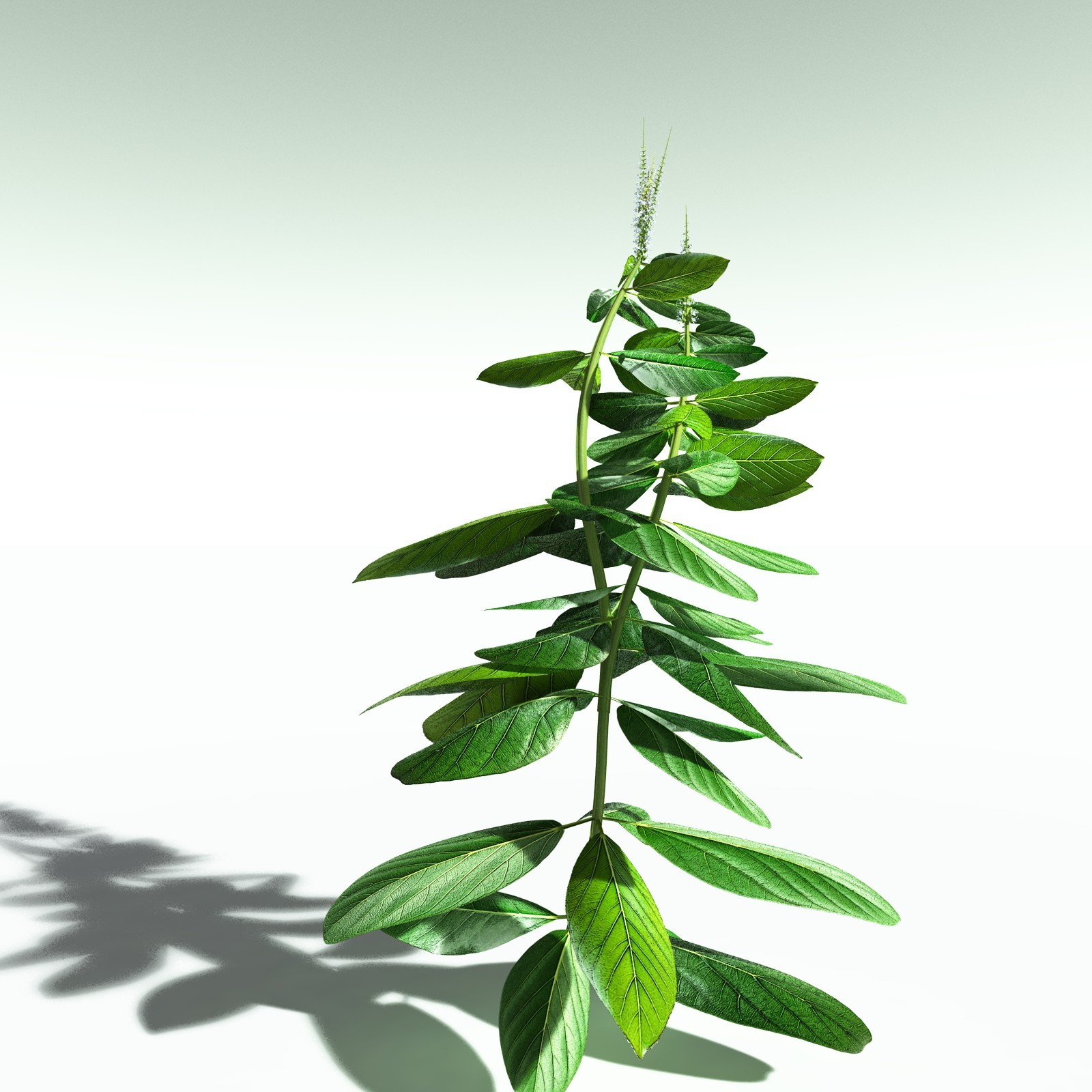 EVERYPlant Basil for Poser by N/A