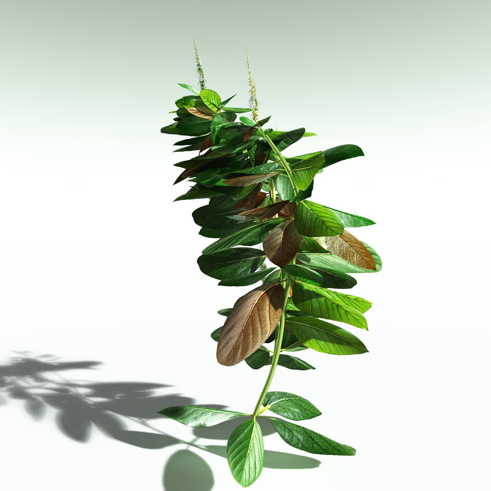 EVERYPlant Basil for Poser by N/A