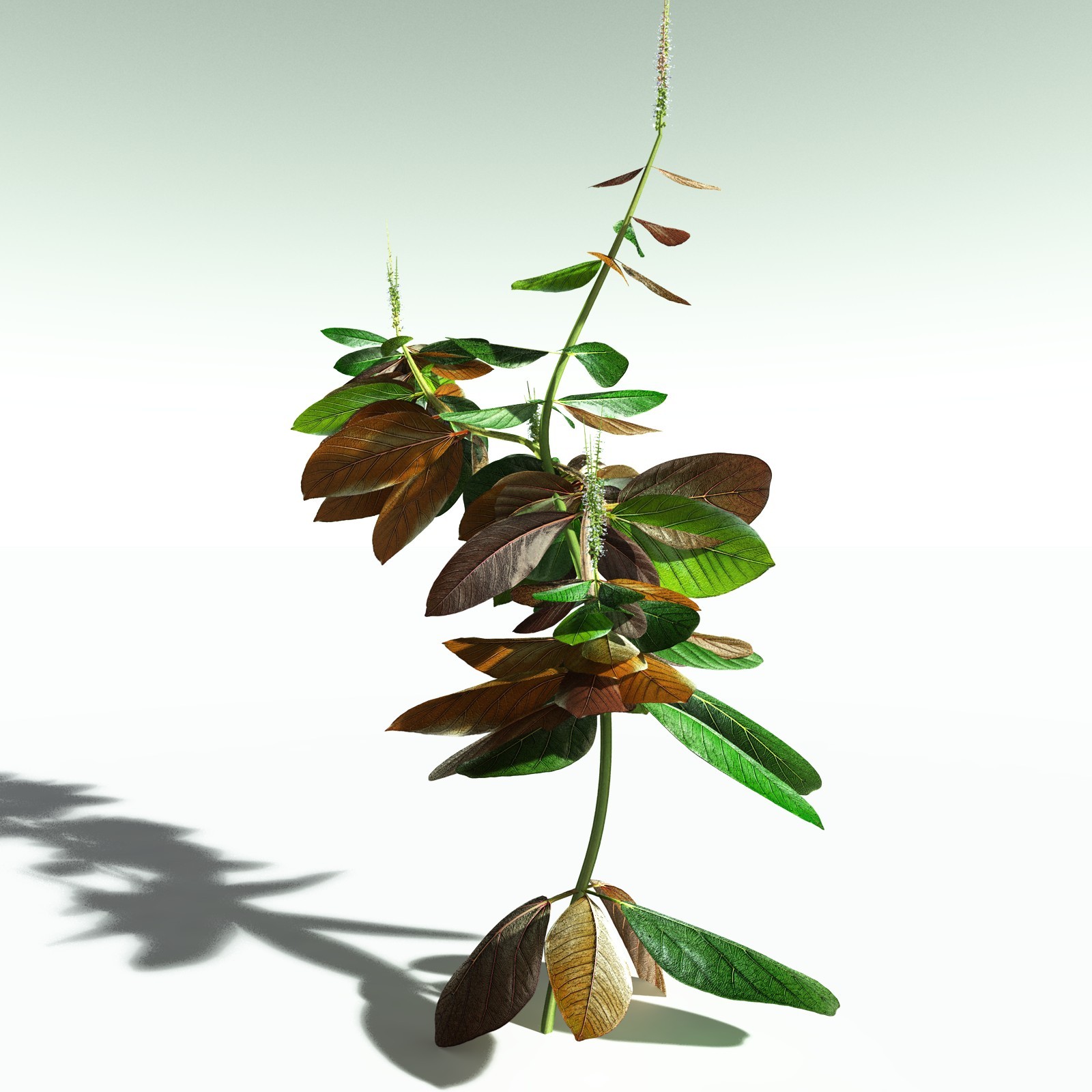EVERYPlant Basil for Poser by N/A