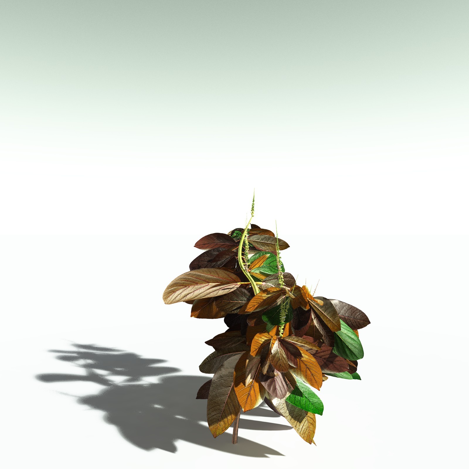 EVERYPlant Basil for Poser by N/A