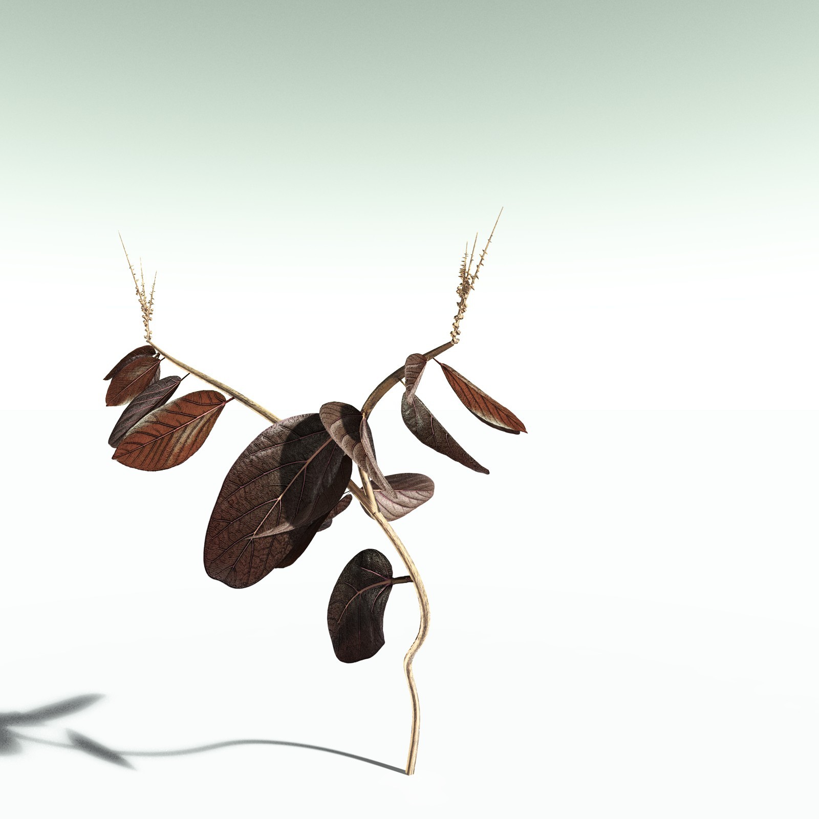 EVERYPlant Basil for Poser by N/A