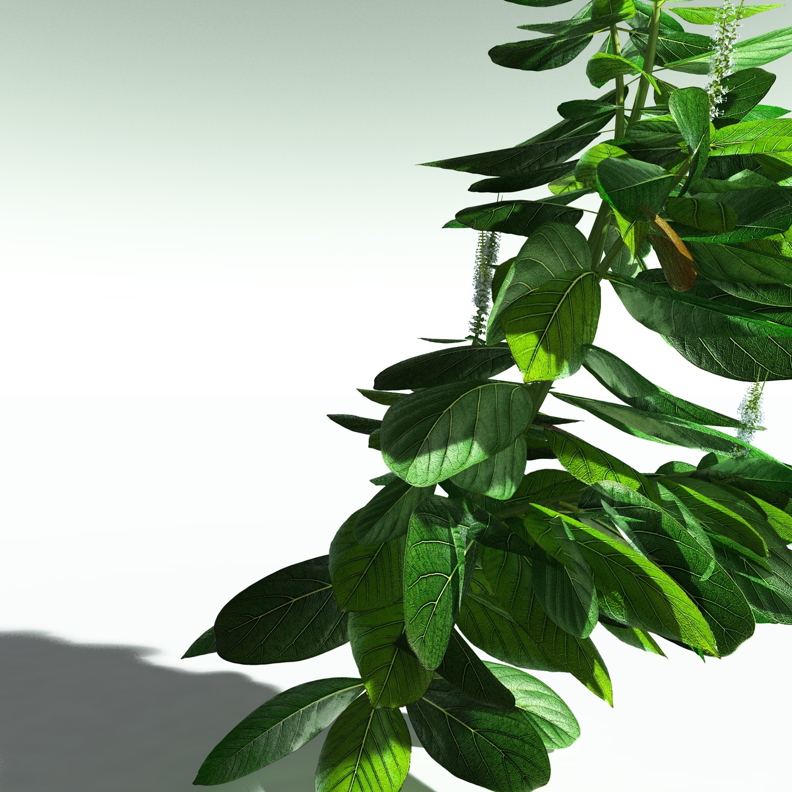 EVERYPlant Basil for Poser by N/A