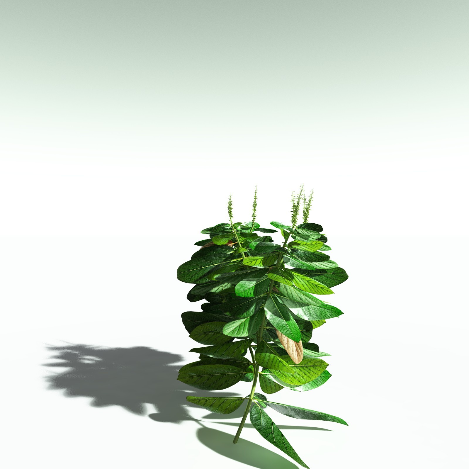 EVERYPlant Basil for Poser by N/A