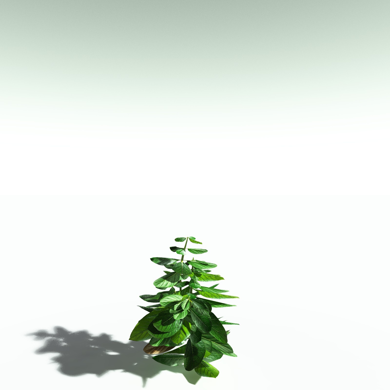 EVERYPlant Basil for Poser by N/A