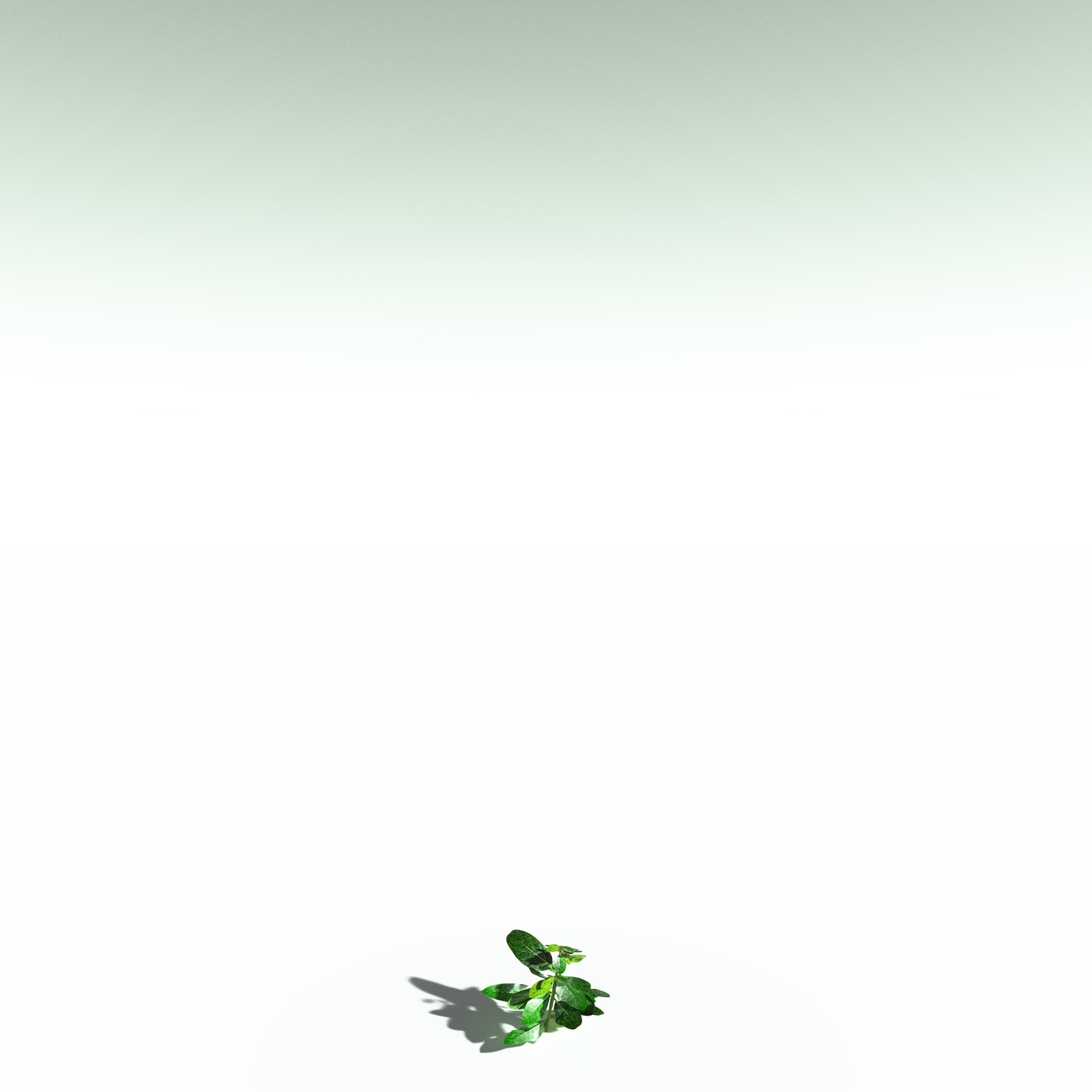 EVERYPlant Basil for Poser by N/A