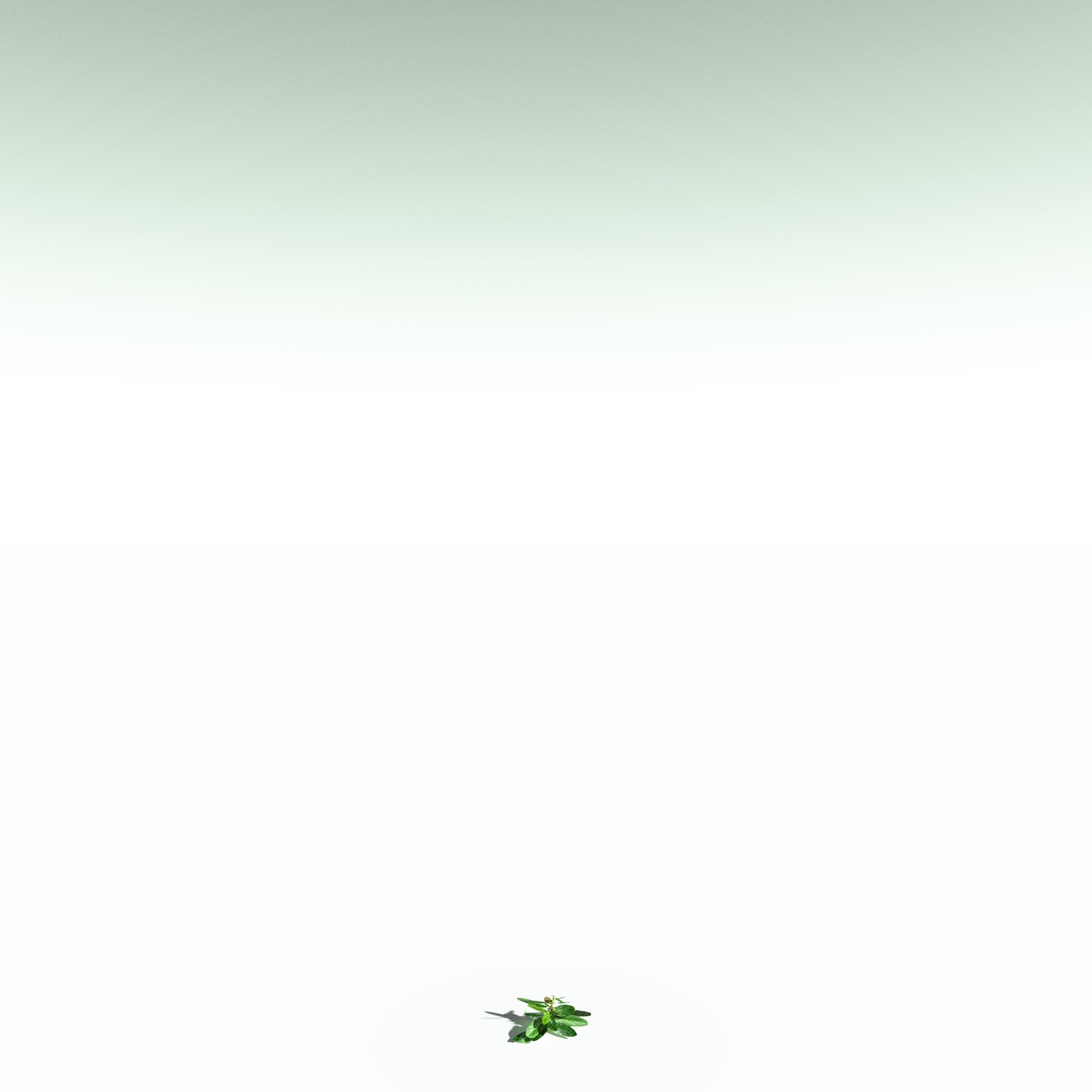 EVERYPlant Basil for Poser by N/A