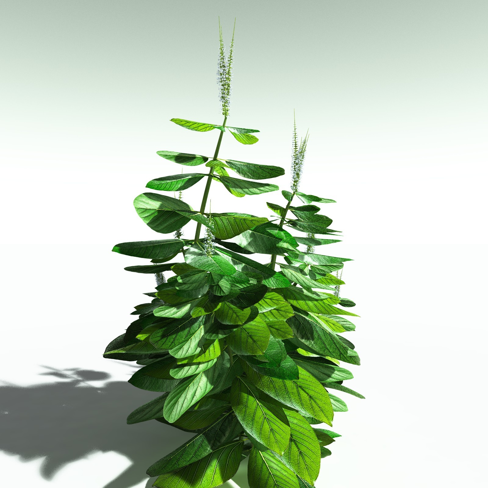 EVERYPlant Basil for Poser by N/A