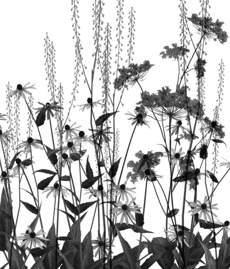 FS Grass & Plants by N/A