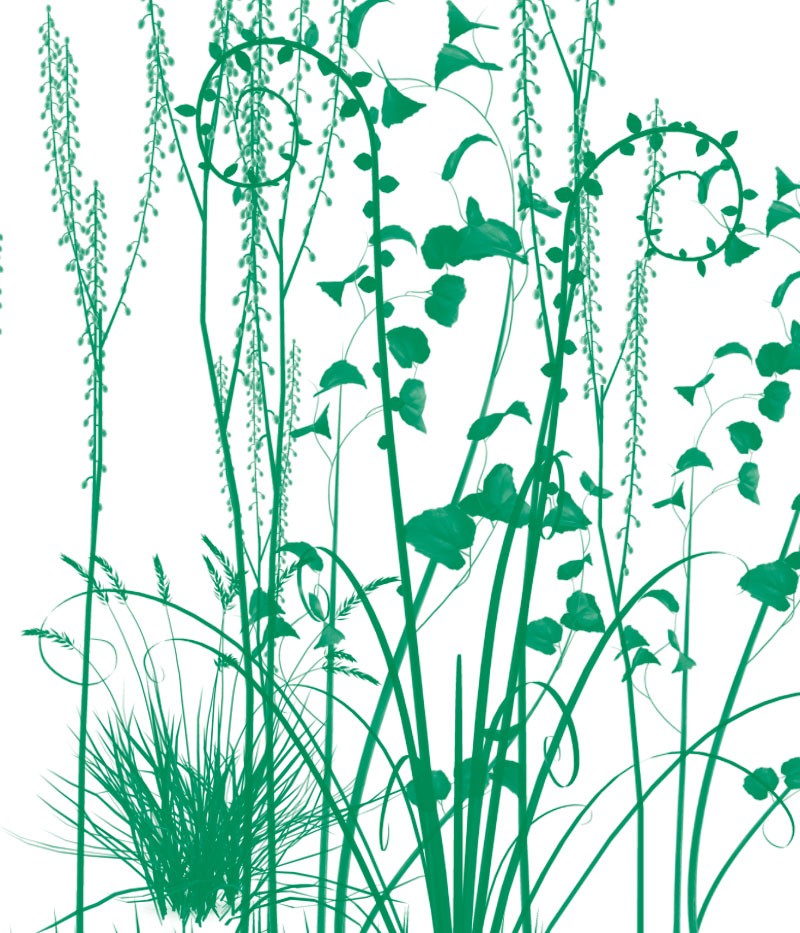FS Grass & Plants by N/A