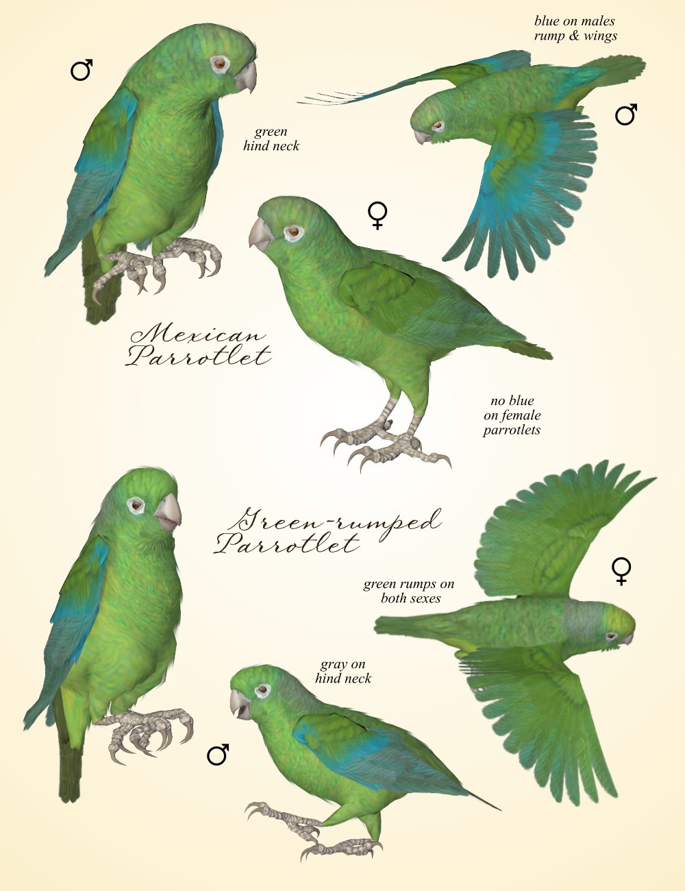 Songbird ReMix Parrots Vol 7 - Parrotlets of the World 2 by N/A