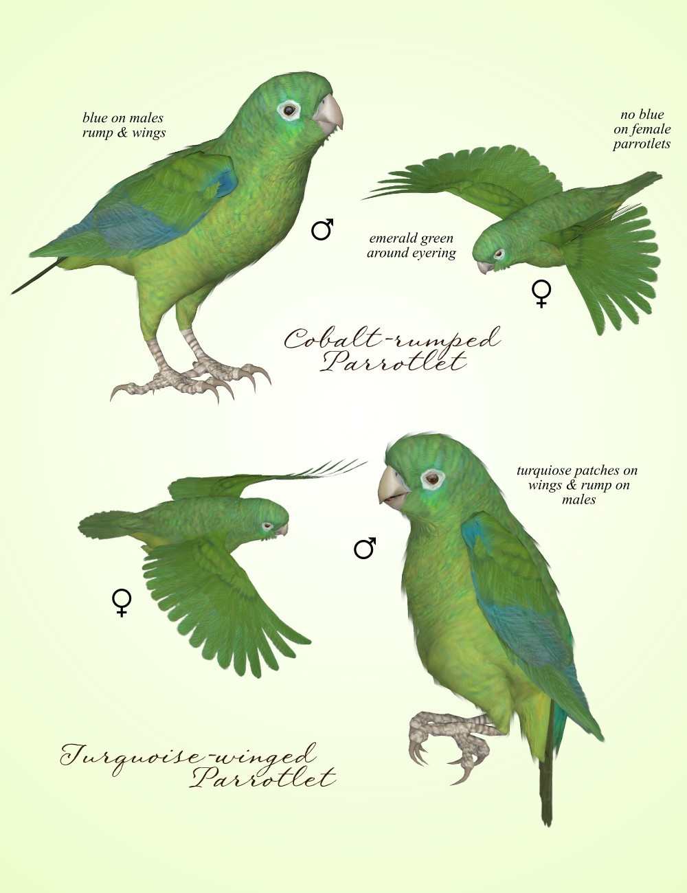 Songbird ReMix Parrots Vol 7 - Parrotlets of the World 2 by N/A