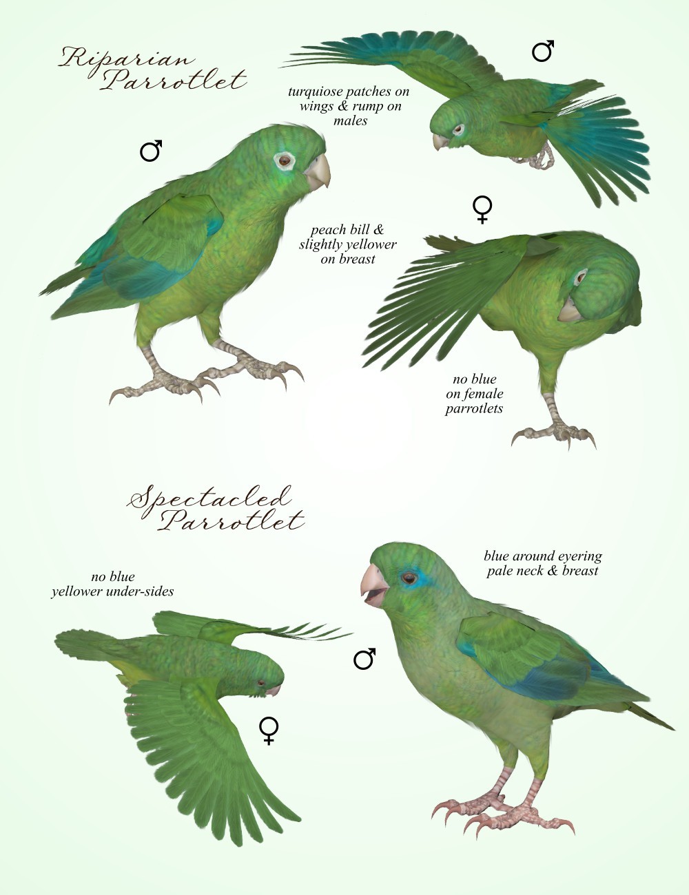 Songbird ReMix Parrots Vol 7 - Parrotlets of the World 2 by N/A