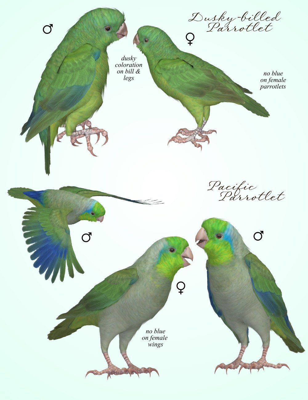 Songbird ReMix Parrots Vol 7 - Parrotlets of the World 2 by N/A
