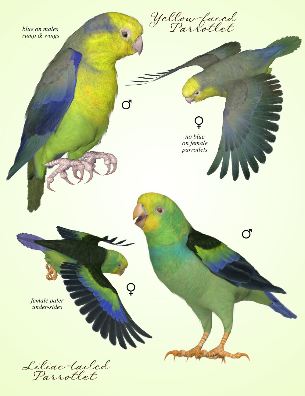 Songbird ReMix Parrots Vol 7 - Parrotlets of the World 2 by N/A