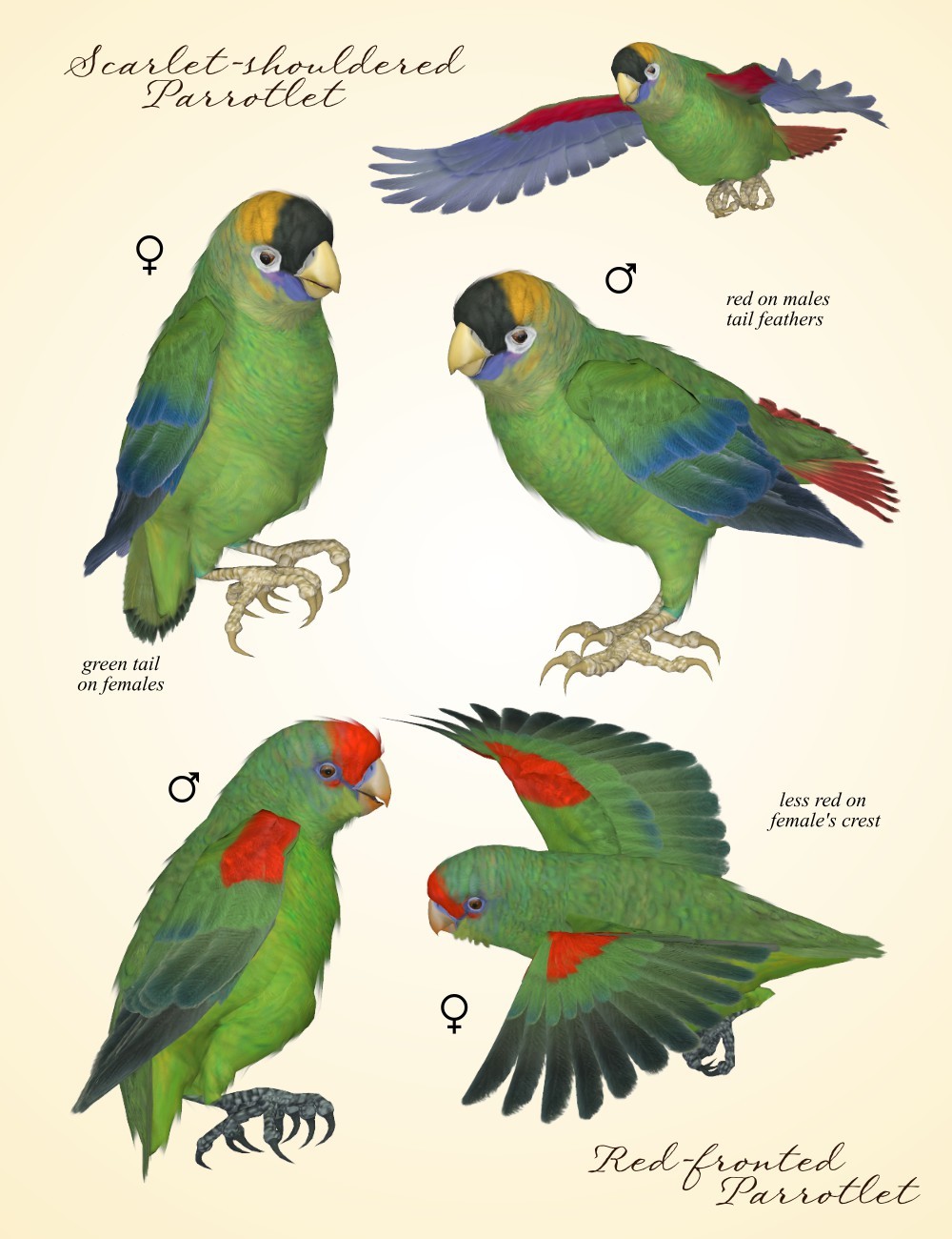 Songbird ReMix Parrots Vol 7 - Parrotlets of the World 2 by N/A