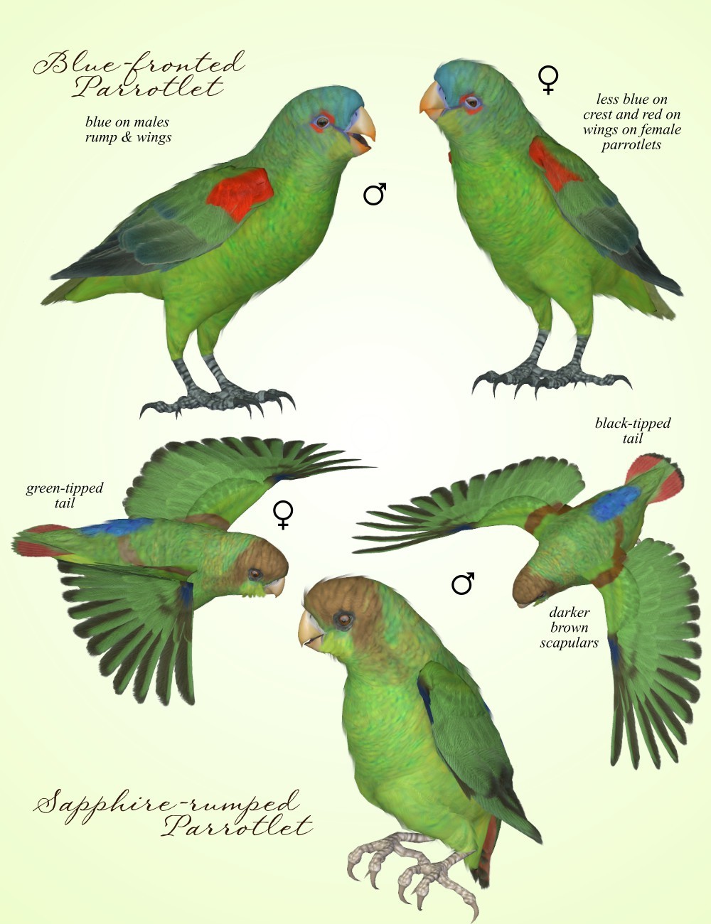 Songbird ReMix Parrots Vol 7 - Parrotlets of the World 2 by N/A