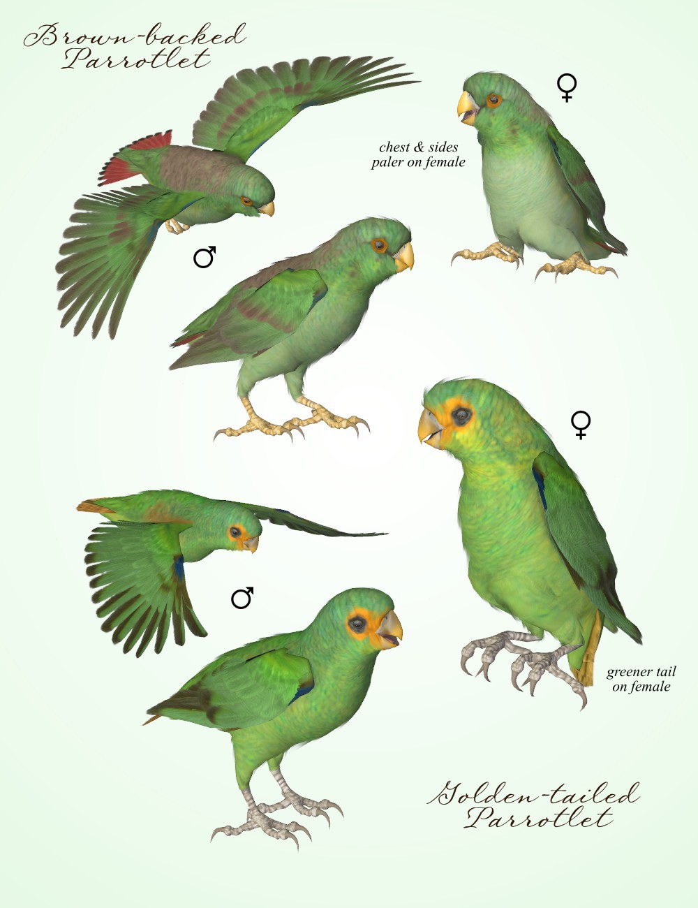 Songbird ReMix Parrots Vol 7 - Parrotlets of the World 2 by N/A