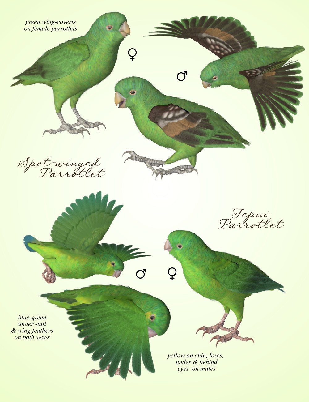 Songbird ReMix Parrots Vol 7 - Parrotlets of the World 2 by N/A