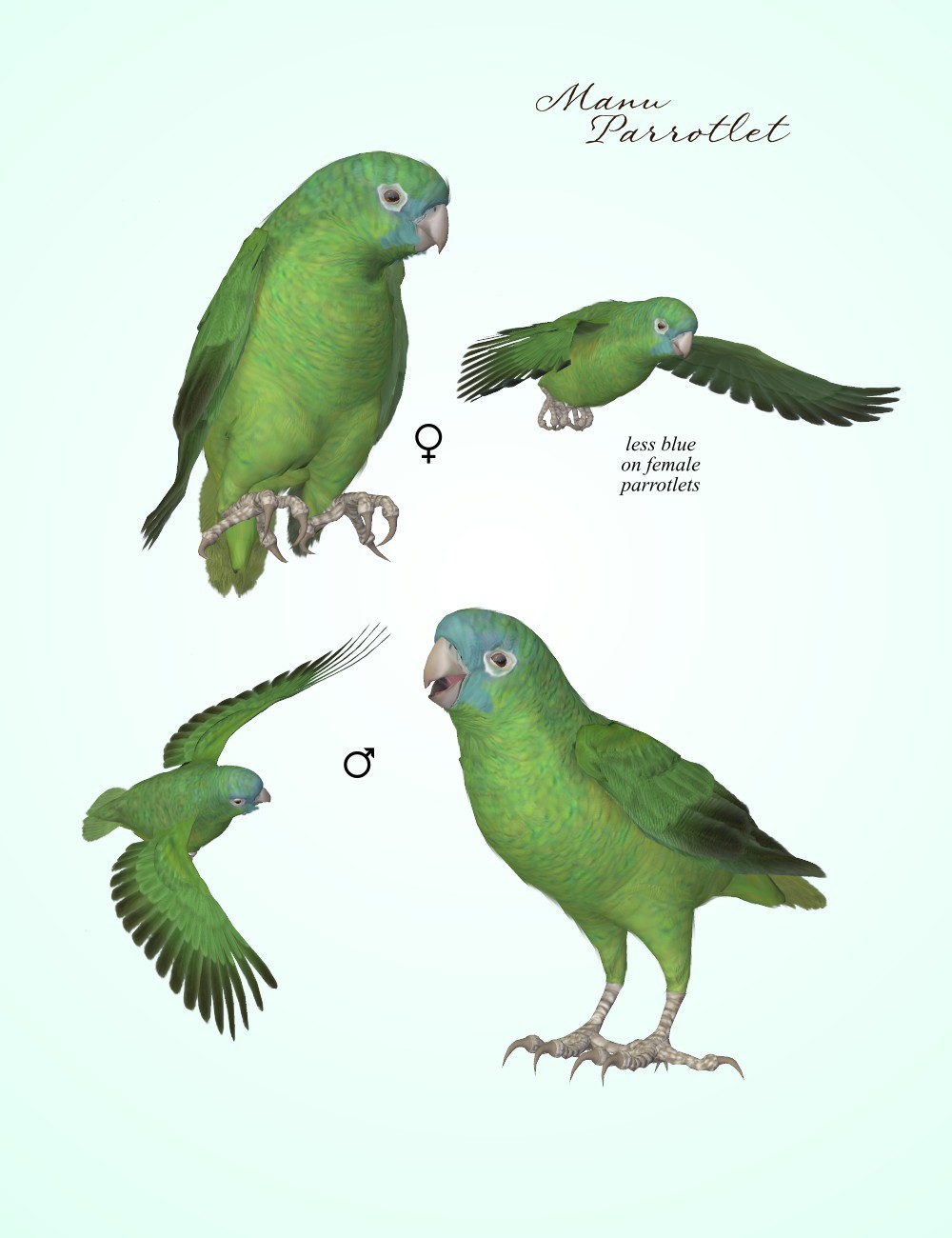 Songbird ReMix Parrots Vol 7 - Parrotlets of the World 2 by N/A