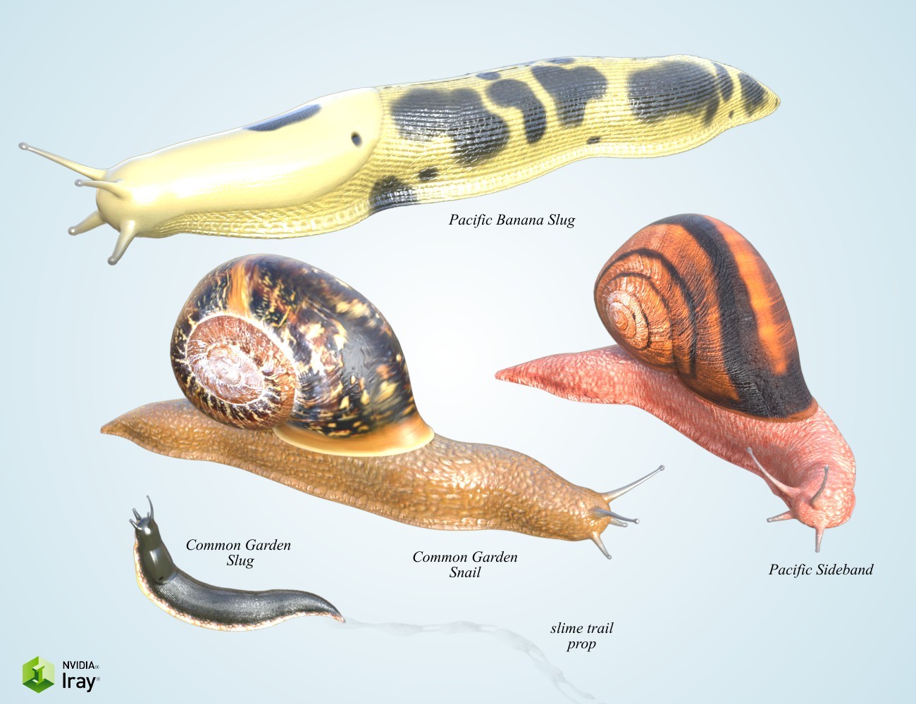 Nature's Wonders Slugs & Snails by N/A