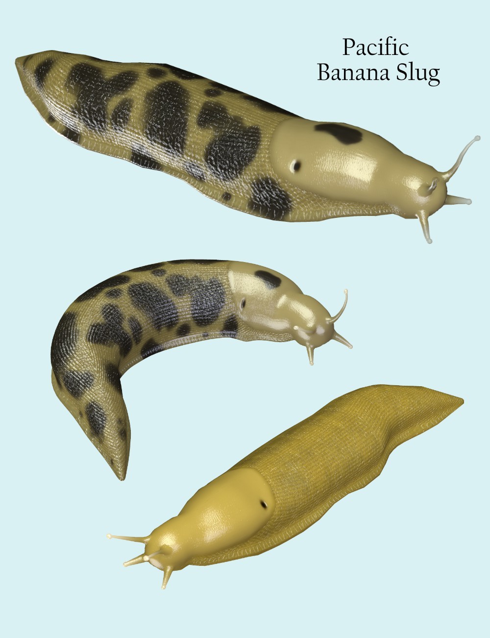 Nature's Wonders Slugs & Snails by N/A
