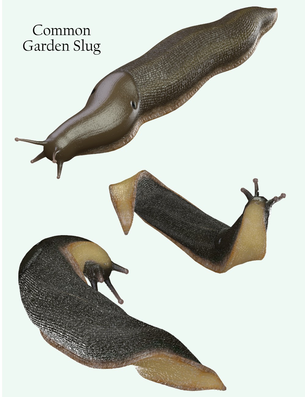 Nature's Wonders Slugs & Snails by N/A