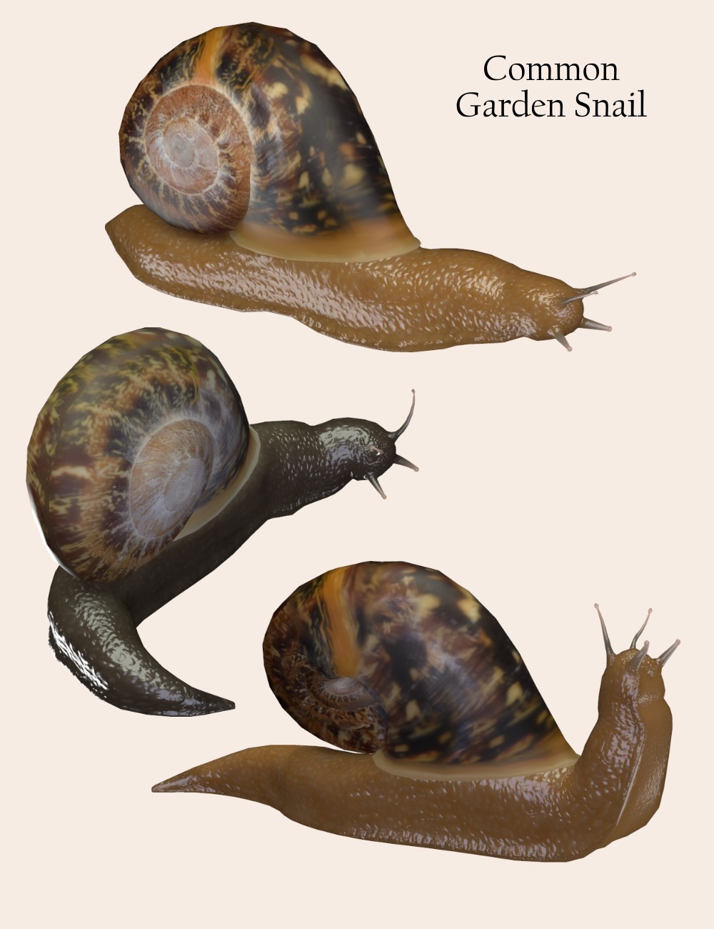 Nature's Wonders Slugs & Snails by N/A