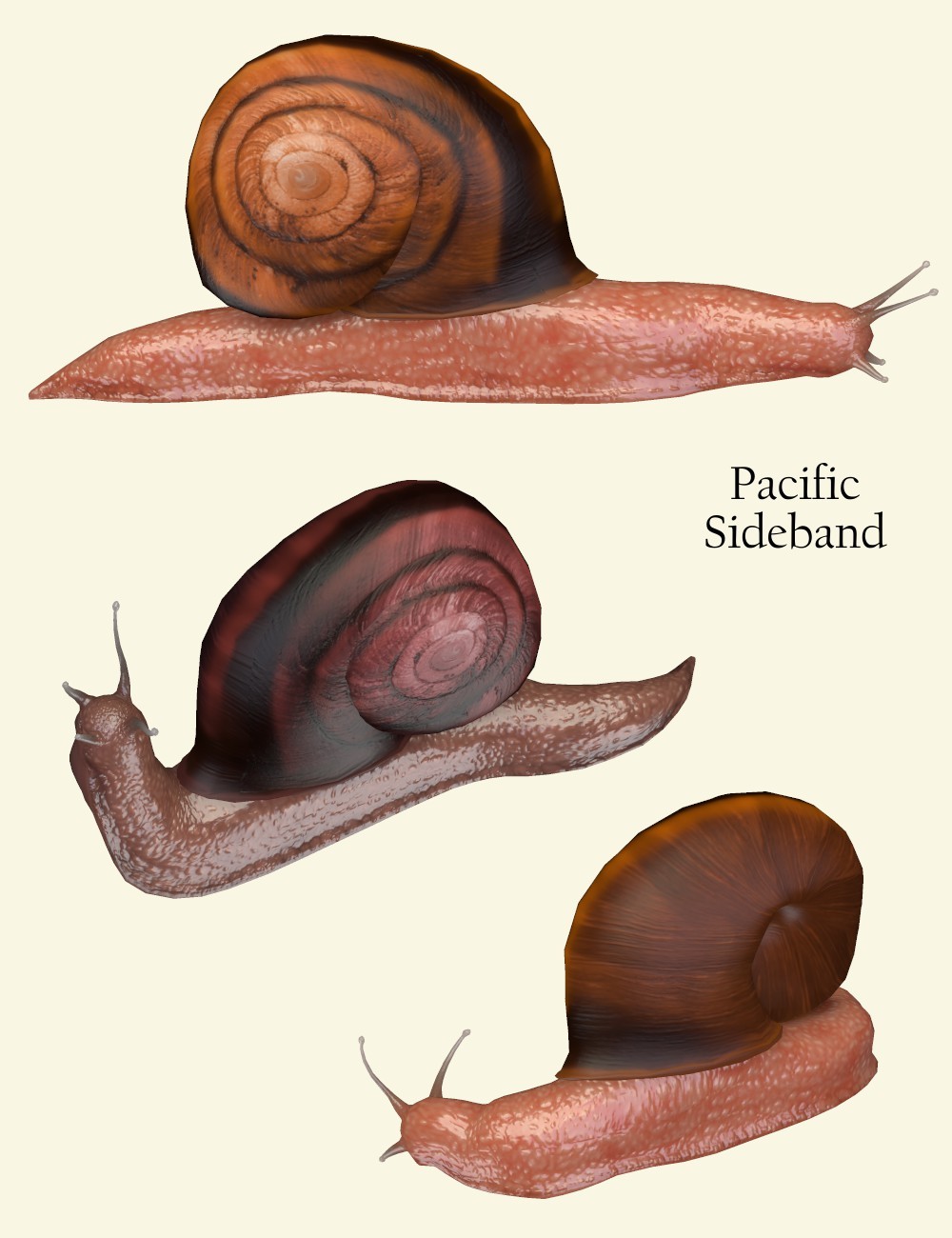 Nature's Wonders Slugs & Snails by N/A