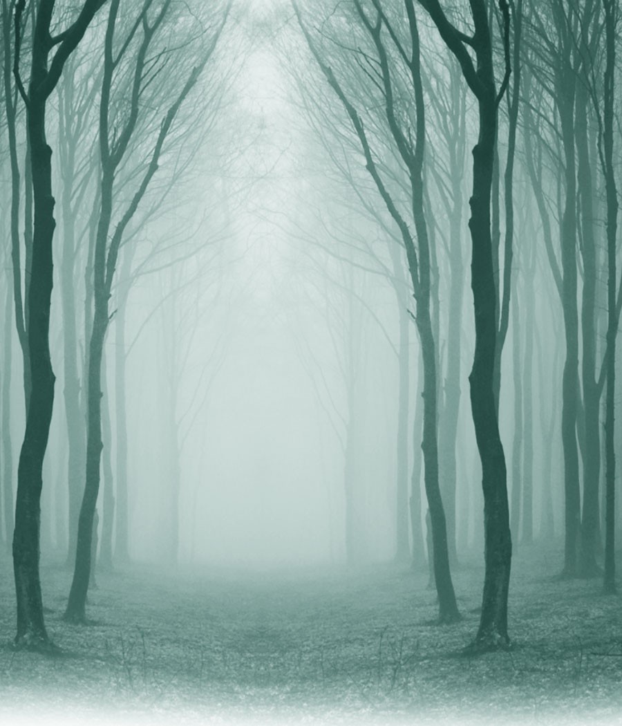 FS Forests IV by N/A