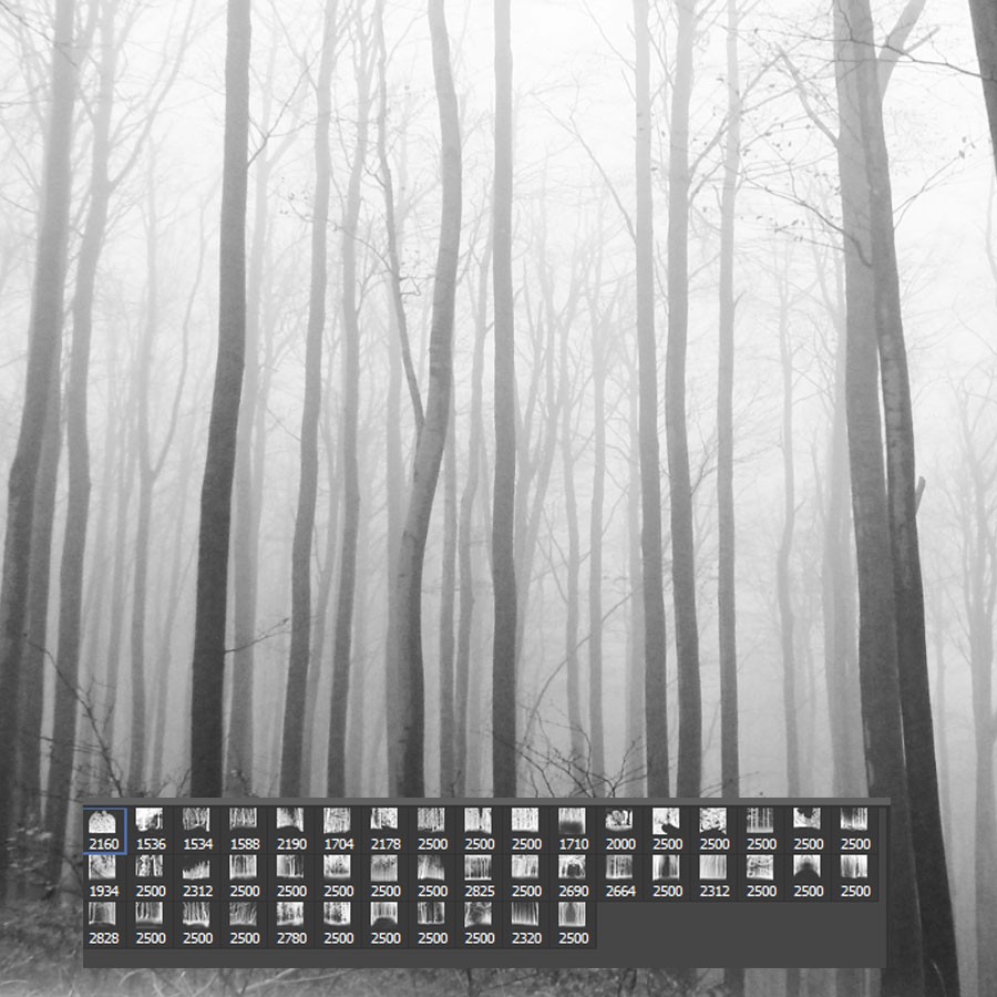 FS Forests IV by N/A