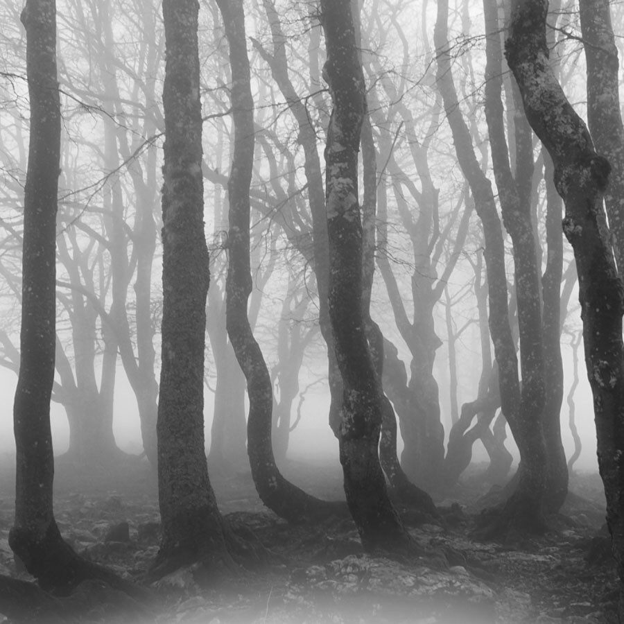FS Forests IV by N/A