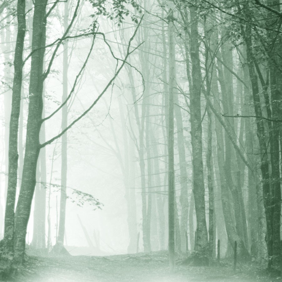 FS Forests IV by N/A