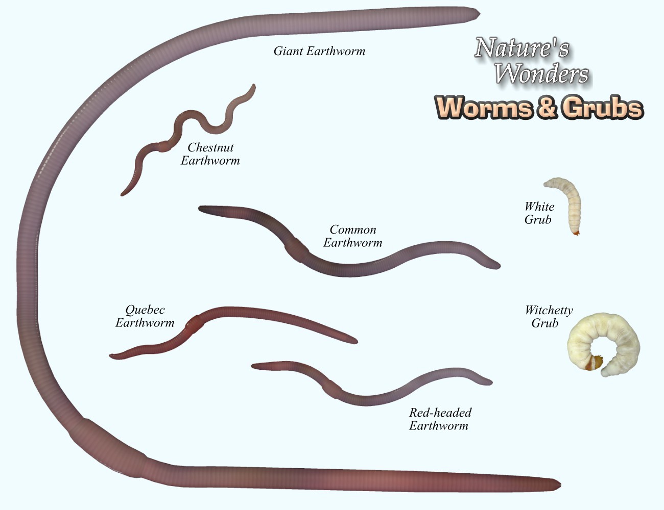 Nature's Wonders Worms & Grubs by N/A