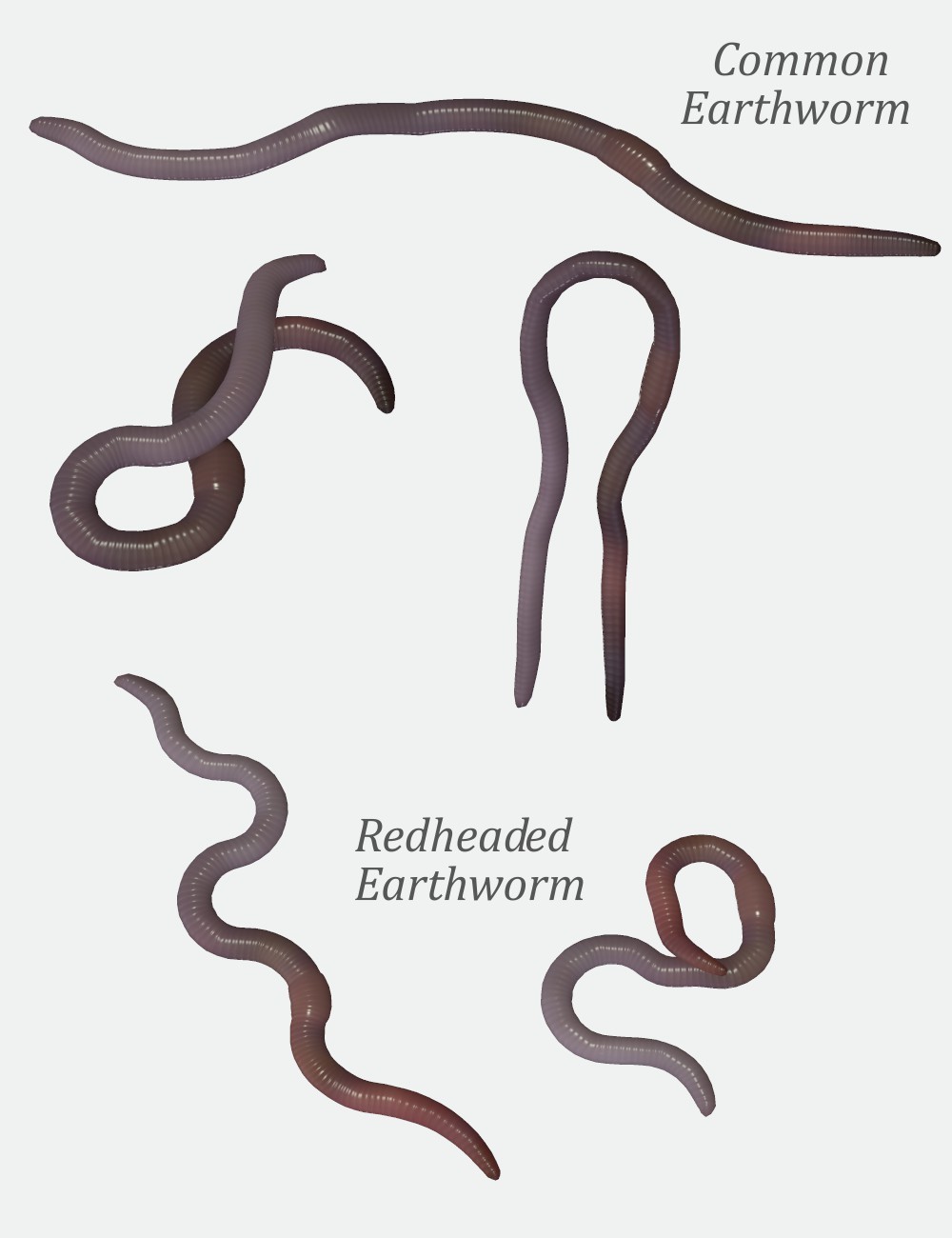 Nature's Wonders Worms & Grubs by N/A
