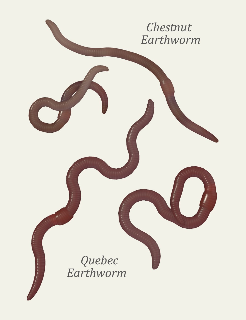 Nature's Wonders Worms & Grubs by N/A