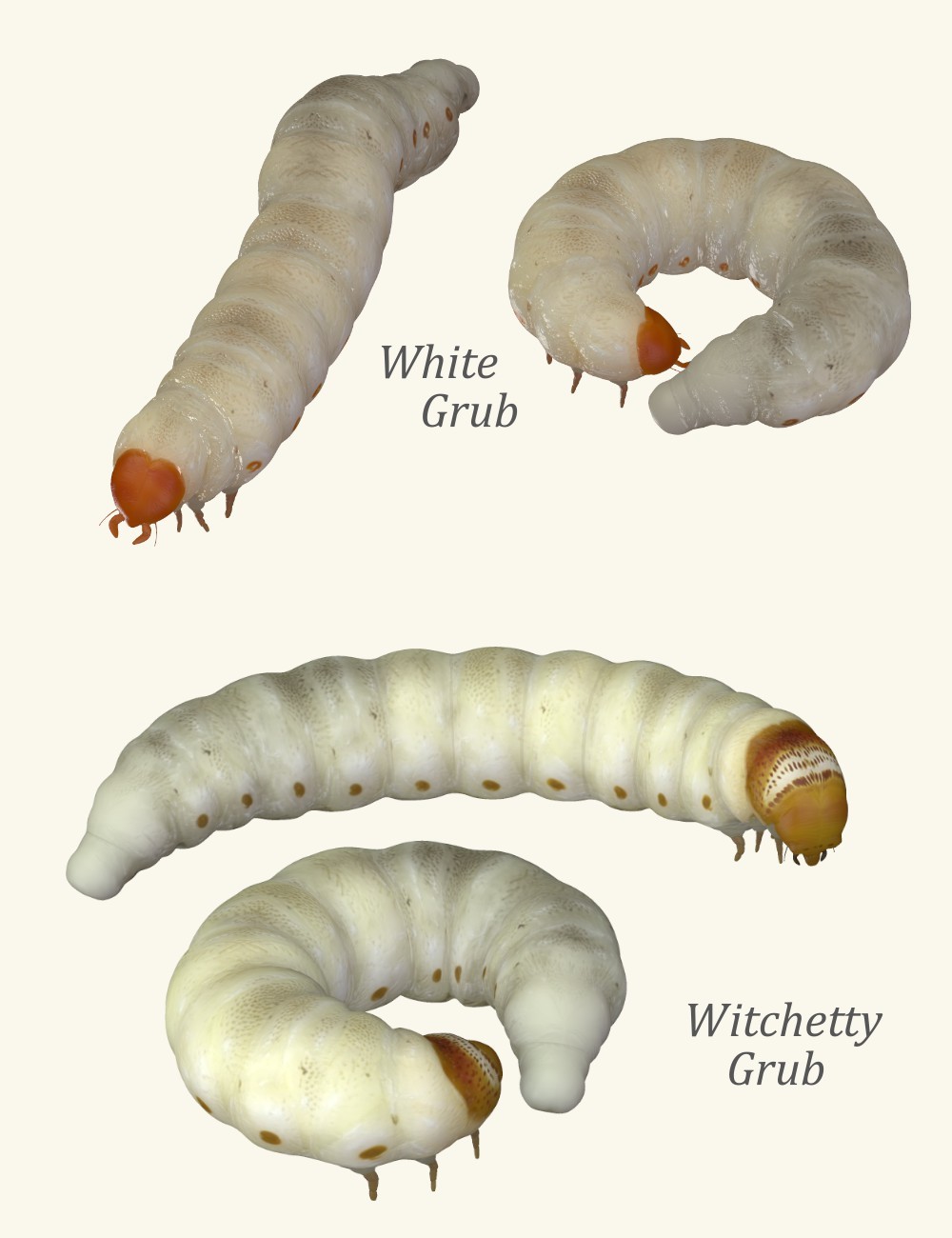 Nature's Wonders Worms & Grubs by N/A