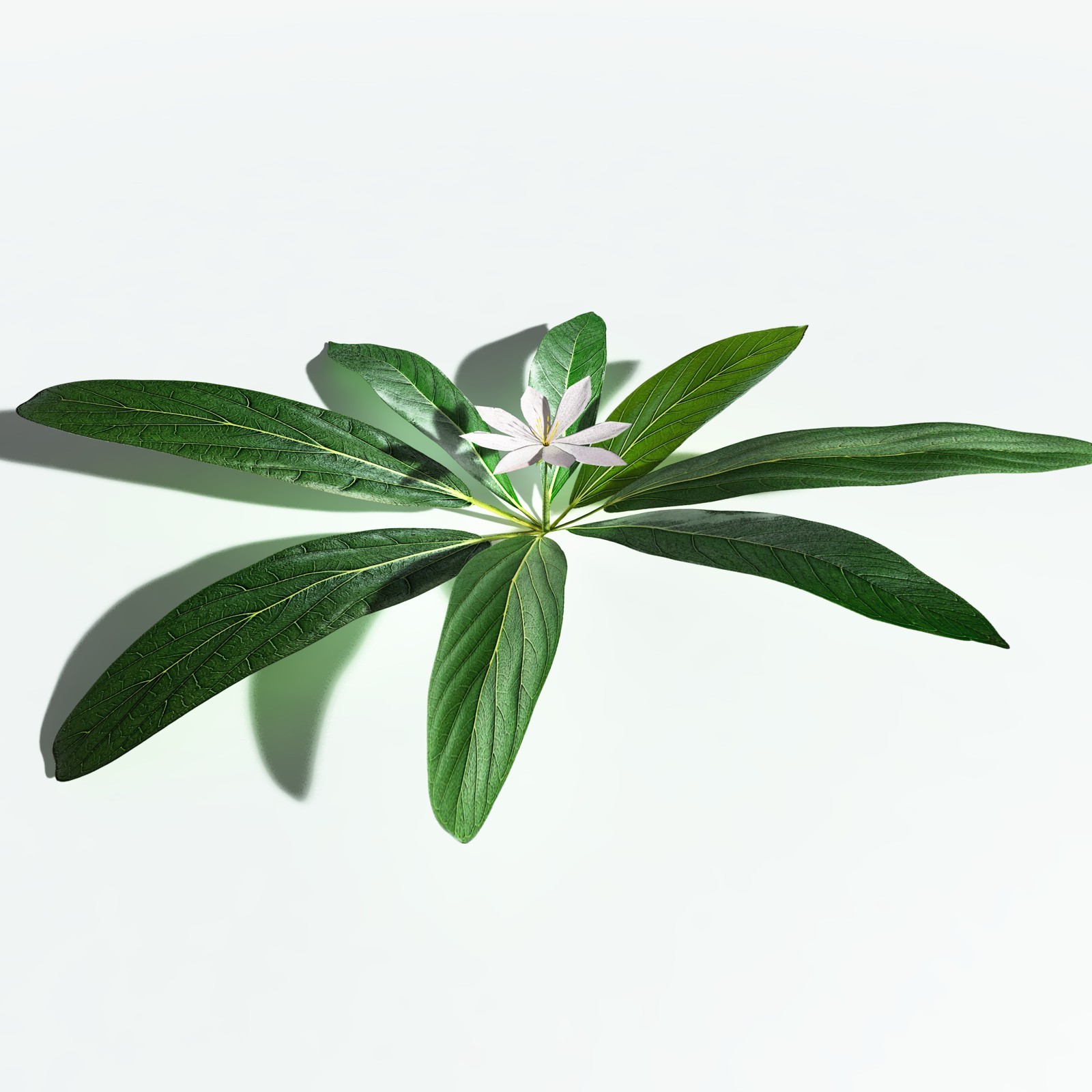 EVERYPlant Northern Starflower for Vue by N/A