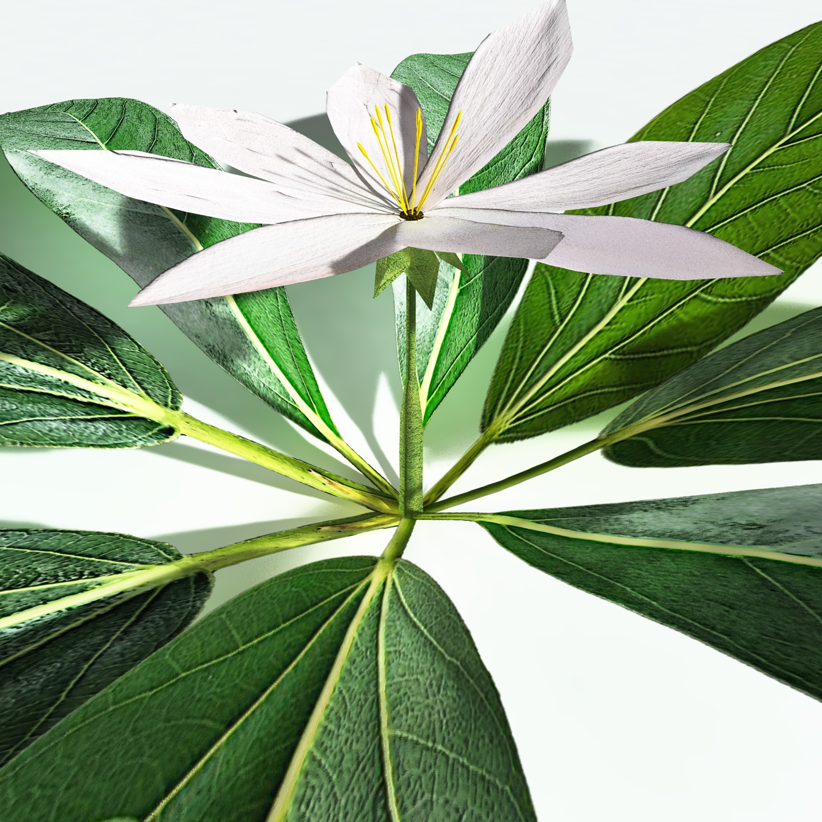 EVERYPlant Northern Starflower for Vue by N/A