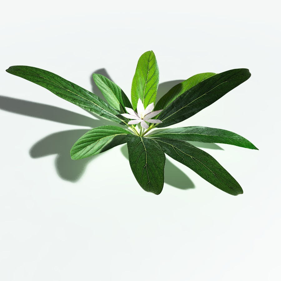 EVERYPlant Northern Starflower for Vue by N/A