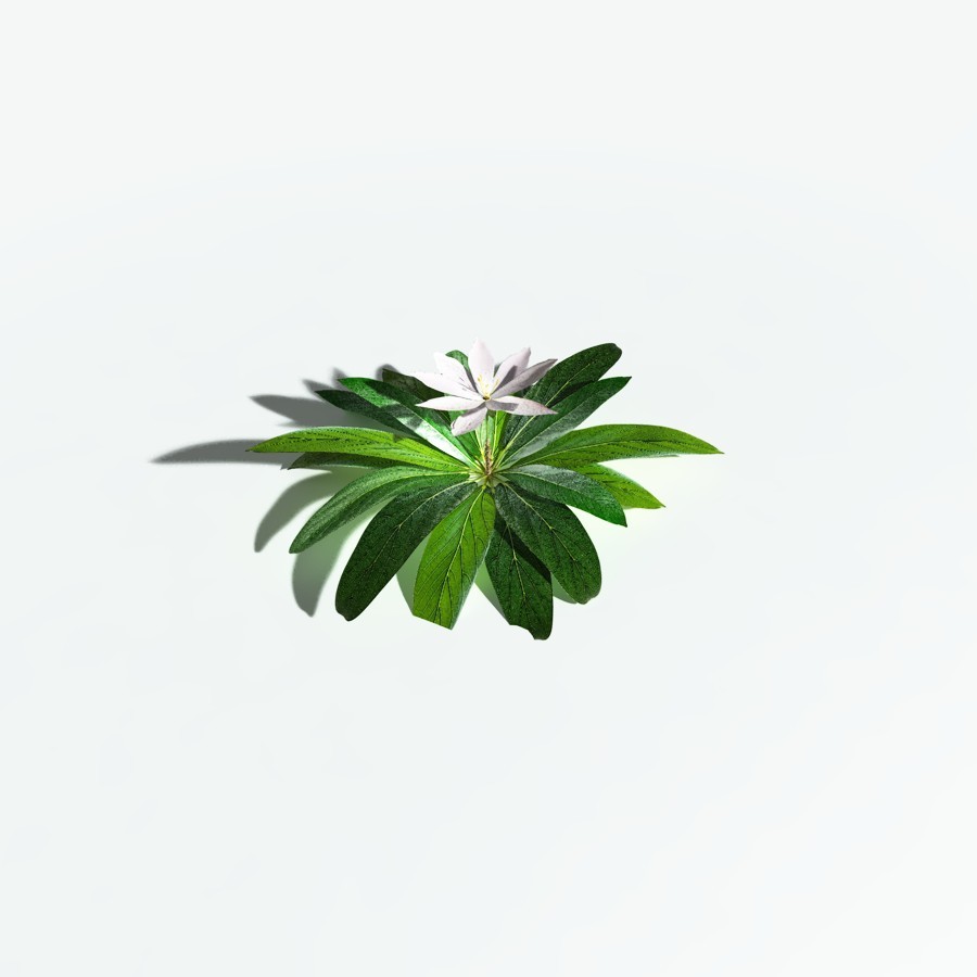 EVERYPlant Northern Starflower for Vue by N/A