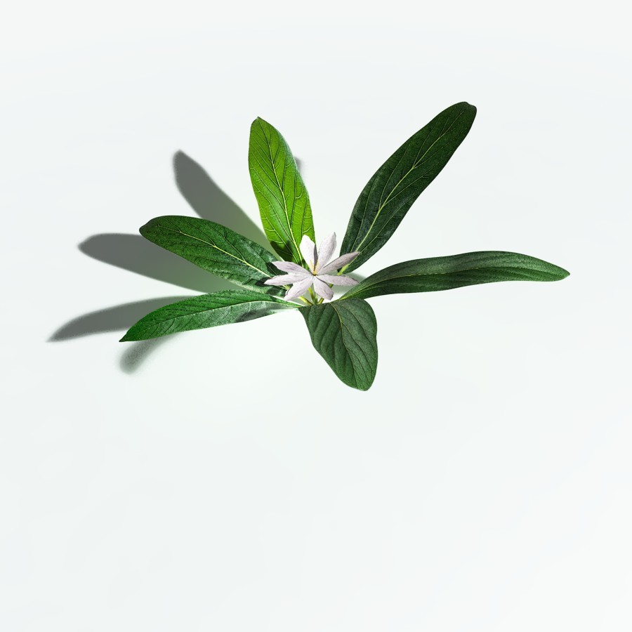 EVERYPlant Northern Starflower for Vue by N/A