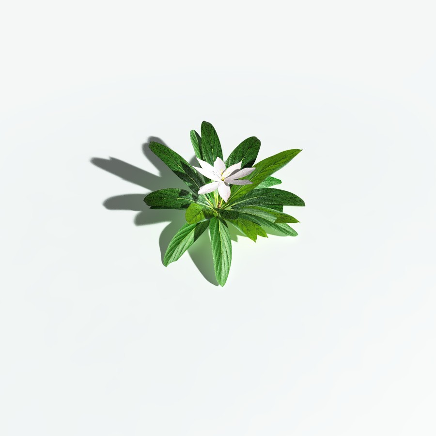 EVERYPlant Northern Starflower for Vue by N/A