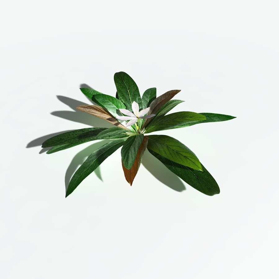 EVERYPlant Northern Starflower for Vue by N/A