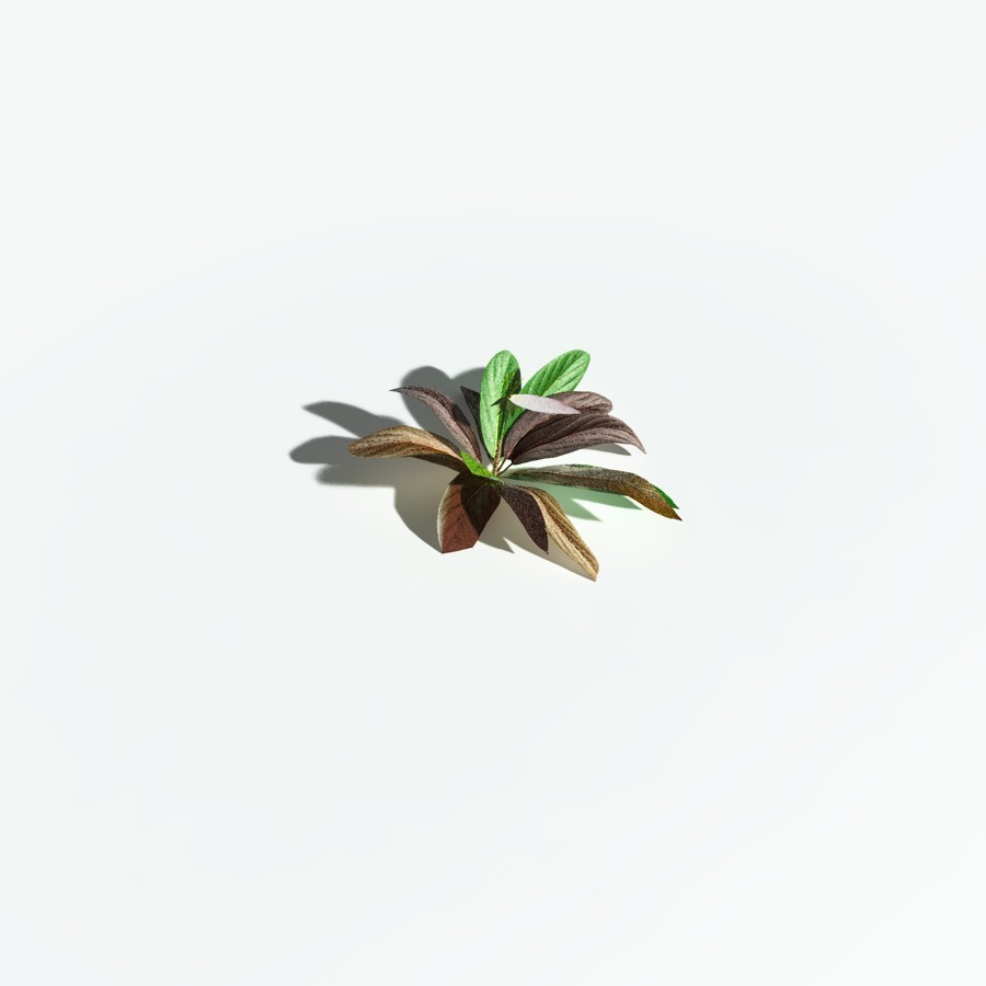 EVERYPlant Northern Starflower for Vue by N/A