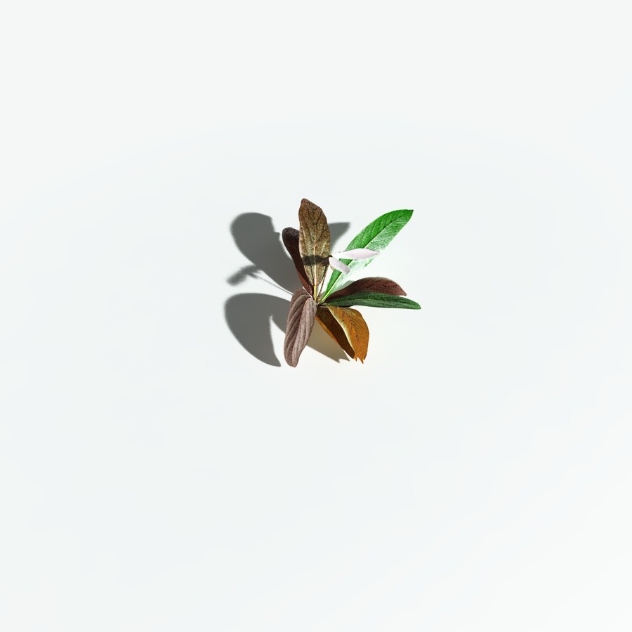 EVERYPlant Northern Starflower for Vue by N/A
