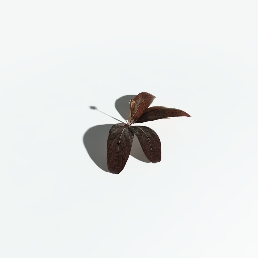 EVERYPlant Northern Starflower for Vue by N/A