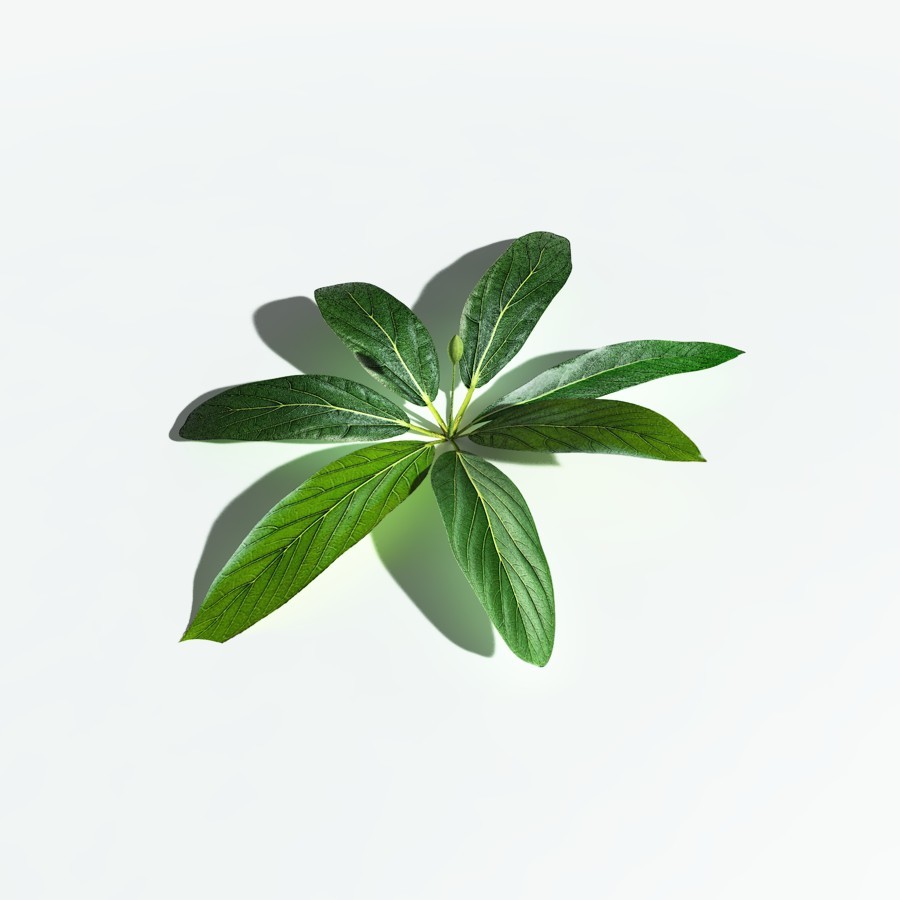 EVERYPlant Northern Starflower for Vue by N/A