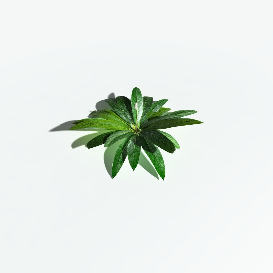 EVERYPlant Northern Starflower for Vue by N/A