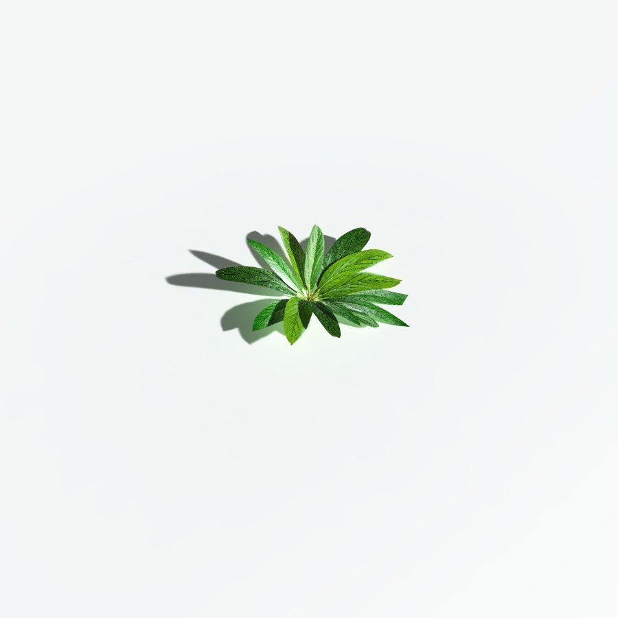 EVERYPlant Northern Starflower for Vue by N/A