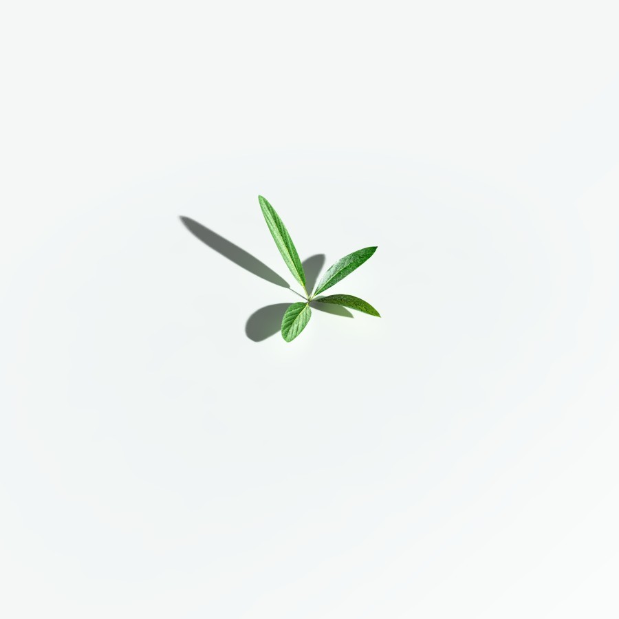 EVERYPlant Northern Starflower for Vue by N/A